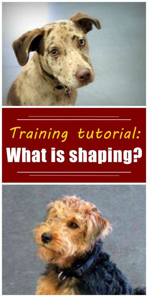 BeyondtheBasics:ShapingDesirableBehaviorsinPuppies