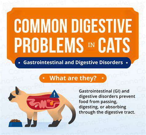 CommonDigestiveIssuesinCats