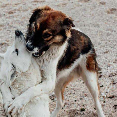 DistinguishingPlayfulNippingfromAggressiveBiting