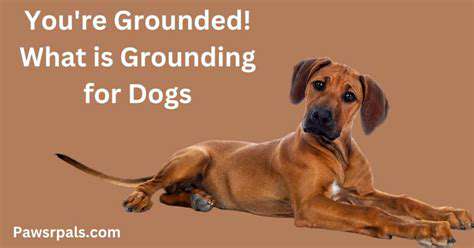 Down:GroundingYourDogforSafetyandControl