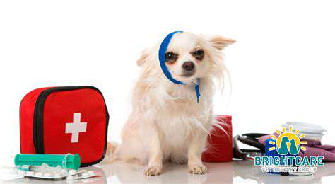 EmergencyVeterinaryCare:TheUltimateSolution