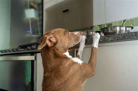 IntegratingProbioticsintoYourPet'sDiet:TipsandTricks