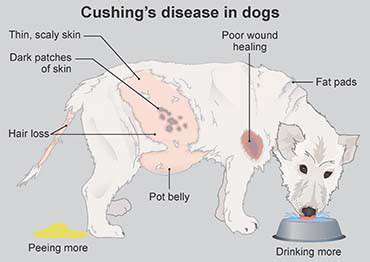ManagingLong-TermCareforPetswithCushing'sDisease