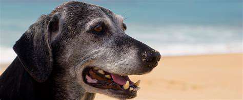 ManagingMobilityIssuesinSeniorPets