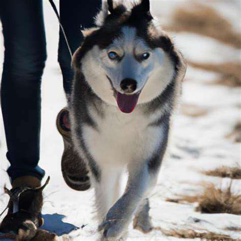 ManagingtheIndependenceoftheSiberianHusky