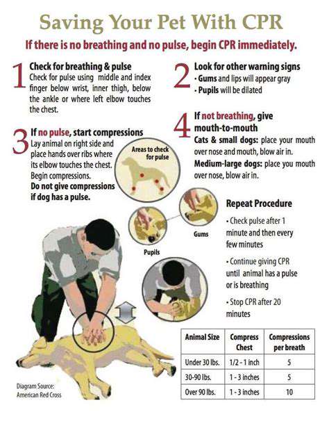 PerformingBasicPetCPR:AStep-by-StepGuide