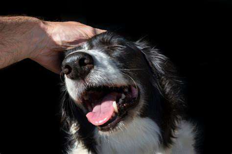 TailoringPlaytoYourPet'sNeedsandPreferences