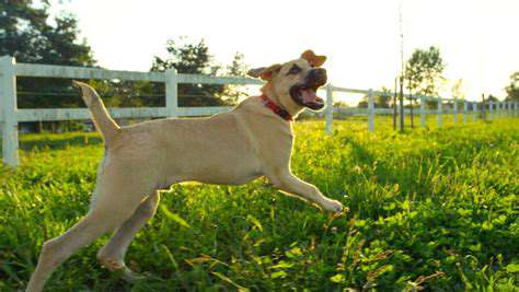 AdjustingYourPet'sRoutine