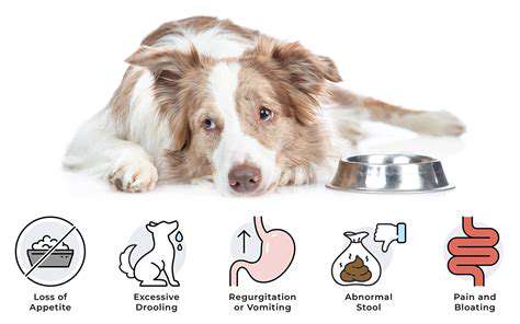 IdentifyingSignsofDigestiveIssuesinPets