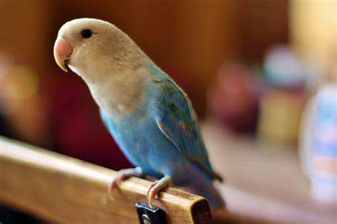 MonitoringforSignsofIllnessinBirds