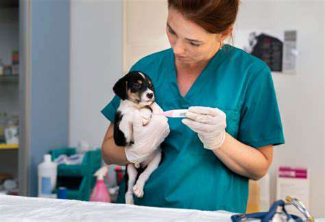Post-OperativeCare:SupportingYourPet'sHealingJourney