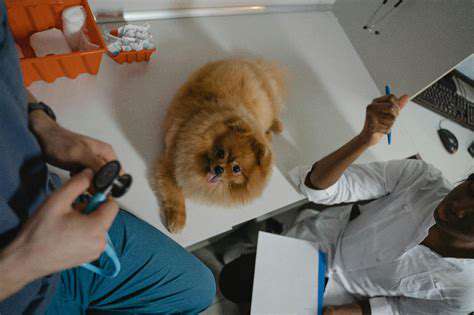 PotentialRisksandSideEffectsofPetSupplements