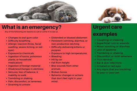SignsofaVeterinaryEmergencyinDogsandCats