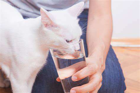 WhyHydrationisMoreThanJustDrinkingWaterforPets