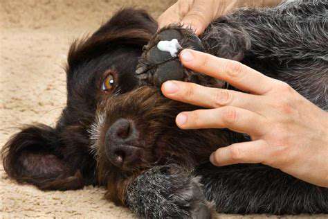 ChoosingtheRightPawWaxforYourDog'sNeeds