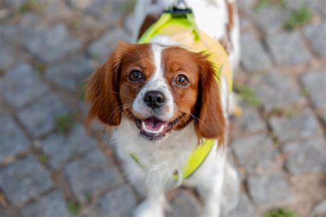 SymptomstoWatchOutForinYourCanineCompanion