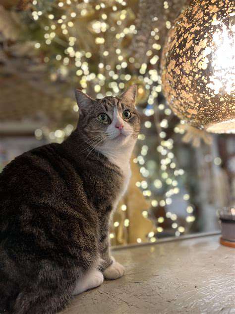 TailoringEnrichmenttoYourPet'sNeeds